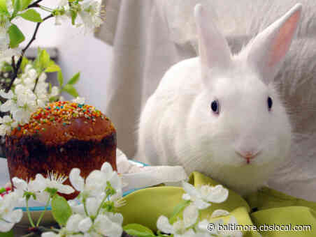 Coronavirus Latest: Hogan Declares Easter Bunny ‘Essential Worker’ In Maryland
