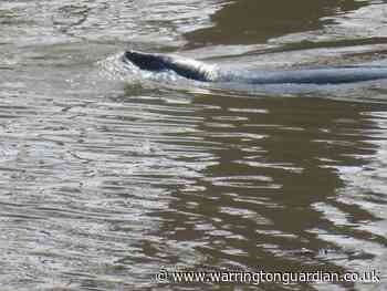 Seal spotted enjoying the sun in the Mersey in Warrington