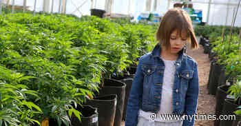 Charlotte Figi, Who Helped Popularize CBD for Medical Use, Dies at 13 - The New York Times