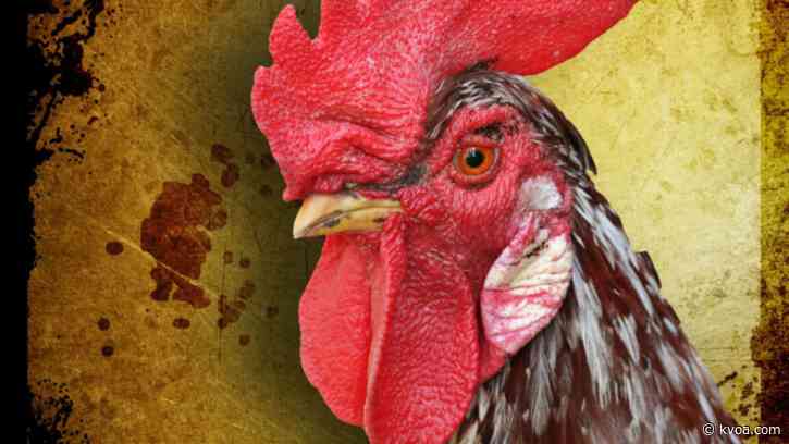 Phoenix police search suspected cockfighting operation site