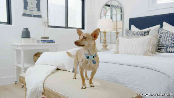 Rescue pups steal the showing of this oceanfront $8.5 million Laguna Beach home