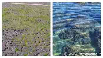 Dal mare trasparente all'erba di Piazza Plebiscito - Ottopagine