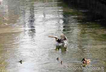Tartarughe, api, papere ed erba nelle piazze: la natura si riprende Bologna - La Repubblica