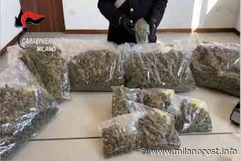 Spaccio di erba ai tempi del Covid-19: arrestati 2 giovani pusher con ingente quantitativo di marijuana - Milano Post - MilanoPost