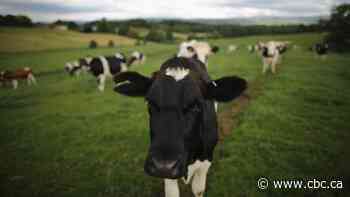 Sask. dairy farmers dumping excess milk due to market changes caused by COVID-19
