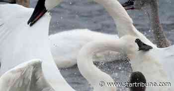 Swan, loon poisonings fuel anti-lead sinker campaign
