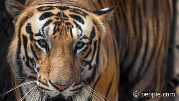 Tiger King’s Kelci ‘Saff’ Saffery Responds to Animal Abuse Allegations at Joe Exotic’s Zoo