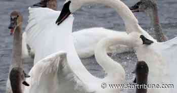 Swan, loon poisonings fuel anti-lead sinker campaign in Minnesota