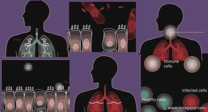 Coronavirus: Here’s how small the enemy is and how it attacks