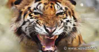 How zoos are trying to contain possible coronavirus outbreaks