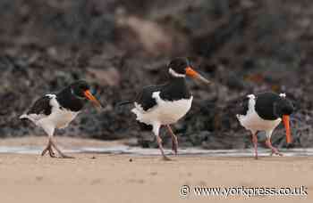 ROBERT FULLER: A day in the life of a bird ruled by tides