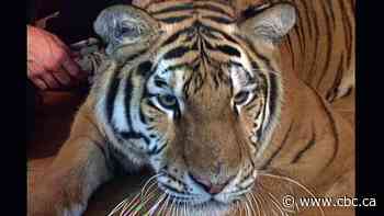 B.C.'s tiger kings are long gone, but concerns about animal welfare linger