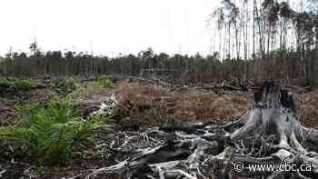 Biodiversity loss and wildlife trade are making pandemics like COVID-19 more likely, experts say