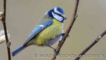 Unbekanntes Virus leitet mysteriöses Vogelsterben in Deutschland ein