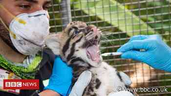 Endangered clouded leopard kittens born at US zoo