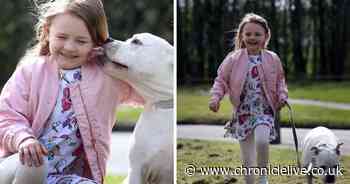 The heartwarming moment Sabre the dog was reunited with his owner