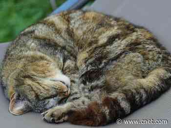 That whole quarantine routine gone bust? No problem, we'll set you right     - CNET