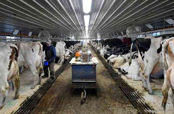 Cheap beef and wasted milk: US agriculture struggles with virus