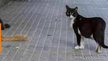 New study finds that cats can catch coronavirus