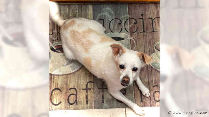 Sweet Jack Russell terrier mix Jessie would love an adults-only home