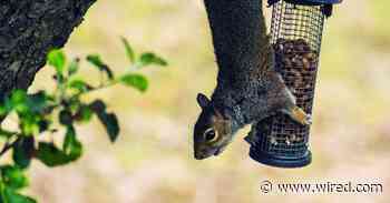 How to Whirl a Squirrel off of a Bird Feeder