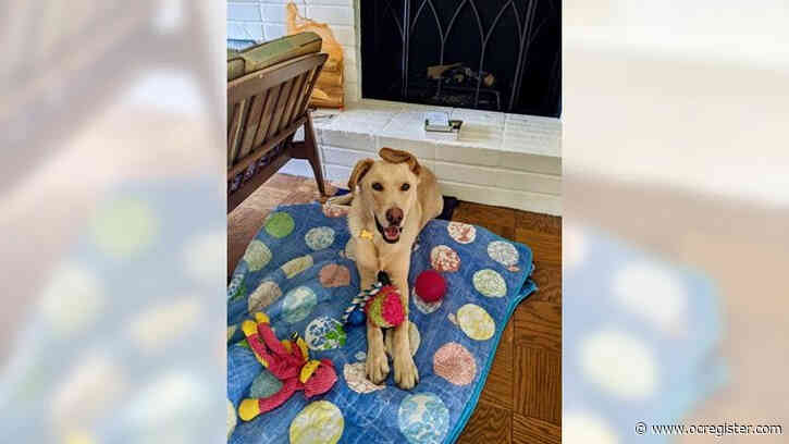 Lab mix Rex is a happy, goofy guy