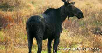 Biologists racing to save moose find clues in the forest floor