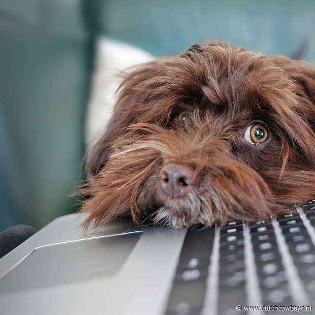 ​Geen geblaf, gekraak en getik meer in videocalls met MS Teams