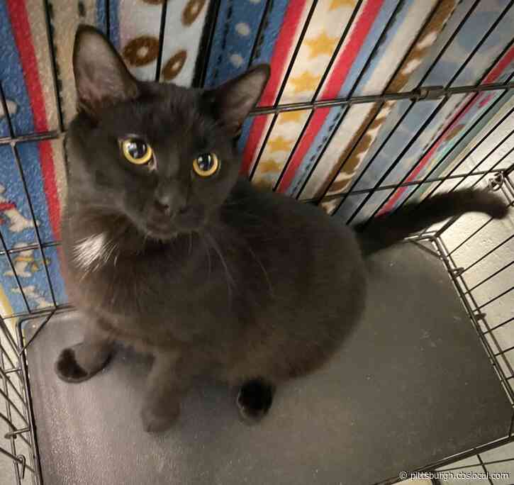 Furry Tails: Gwendolyn, Mitzi And Biggie Are Waiting For Forever Homes