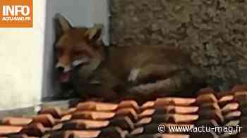 Val-de-Marne : Un renard trouve refuge dans plusieurs jardins à Chevilly-Larue - Actu-Mag.fr
