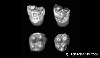 Fossilized Monkey Teeth Discovered in Peru Indicate Ancient Primates Crossed the Atlantic Ocean From Africa