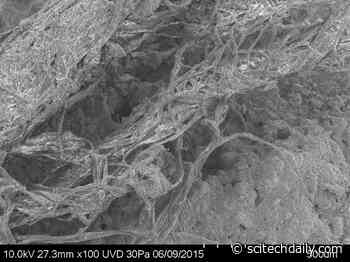 50,000 Year-Old String Shows Neanderthals Were Technologically Advanced