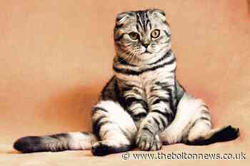 British Veterinary Association urge self-isolating pet owners to 'keep cats indoors' - here's why