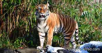 The Real Reason Veterinarians Gave a Tiger a Covid-19 Test