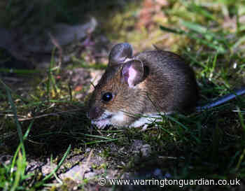 Bird spotting in your back garden safari - Warrington Guardian