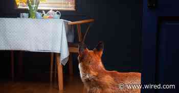 Quinn the Quarantine Fox Tops This Week's Internet News Roundup