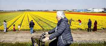 Ondanks oproep ‘opnieuw veel te druk’ in Bollenstreek