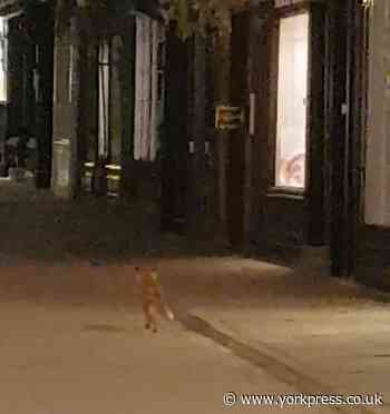 Coronavirus: Wildlife roams in deserted York city centre - on a Saturday night