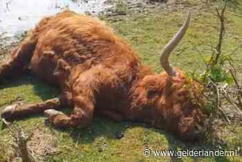 Verzwakte zwangere Schotse hooglander twee keer uit het water gehaald