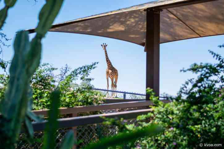 Phoenix Zoo animals lonely due to lack of visitors