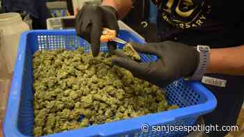 How will Santa Clara County enforce non-medical cannabis sales ban? The honor system. - San José Spotlight