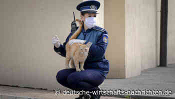 Corona: In Medien genannte Todesfall-Zahlen sind häufig irreführend - DWN-Recherche stellt die Fakten richtig