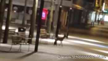 Video appears to show deer roaming St Helens town centre streets during lockdown - St Helens Star