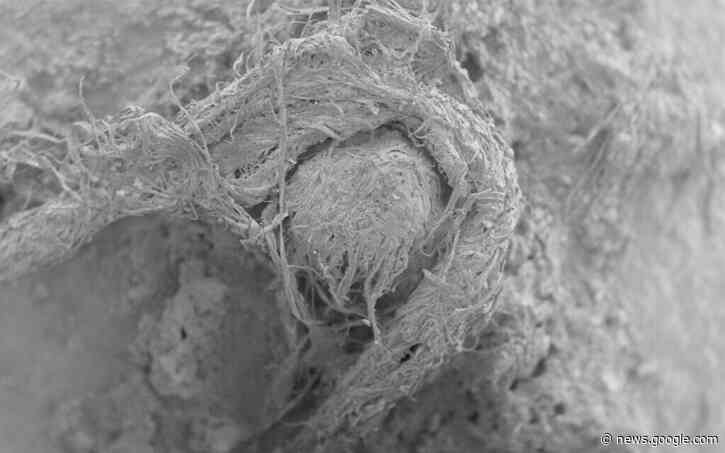 Oldest known string upends assumptions on Neanderthal intelligence - The Times of Israel