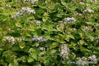 L’origano, l’erba aromatica che aiuta la digestione - dailygreen.it