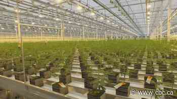 Aurora Cannabis board approves 1-for-12 share consolidation plan