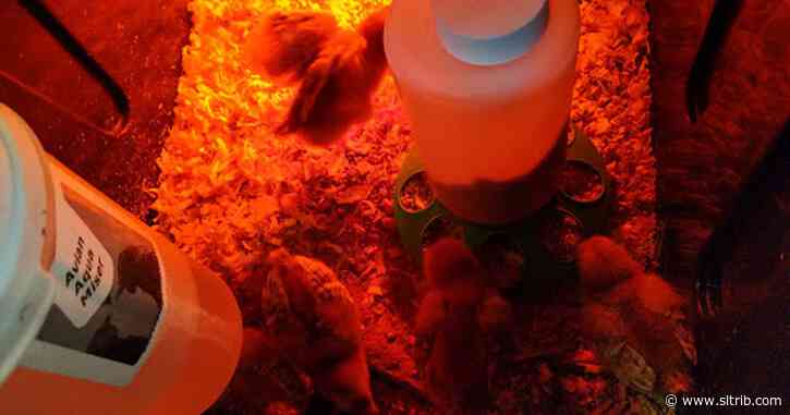 Baby chicks in Utah are ‘flying of the shelves’ because of the coronavirus pandemic