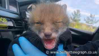 Bobby the wounded fox cub has brush with the law