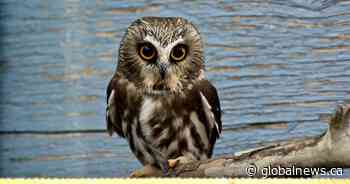 Coronavirus: Expert says number of injured animals brought to wildlife centres could increase