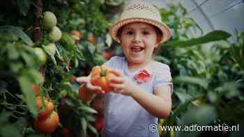 Wat eten we met Pasen? Kastomaten!